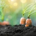 carrots-growing-garden