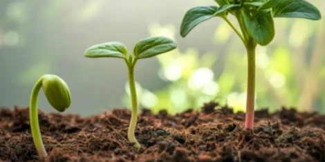 best-propagation-plugs-healthy-roots